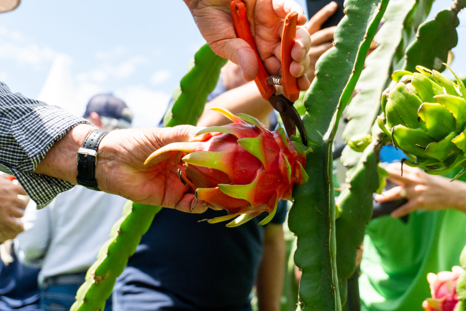 Caroba Produções (102)